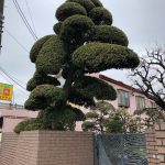 Picture of 9 foot tall tree trimmed like a Bonsai